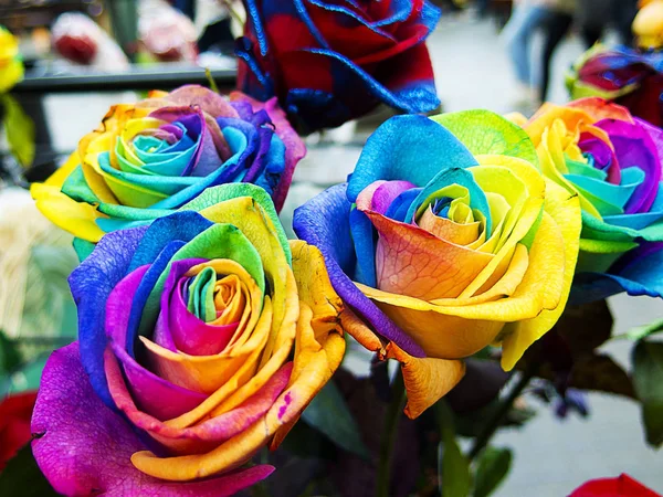 Multicolored roses — Stock Photo, Image