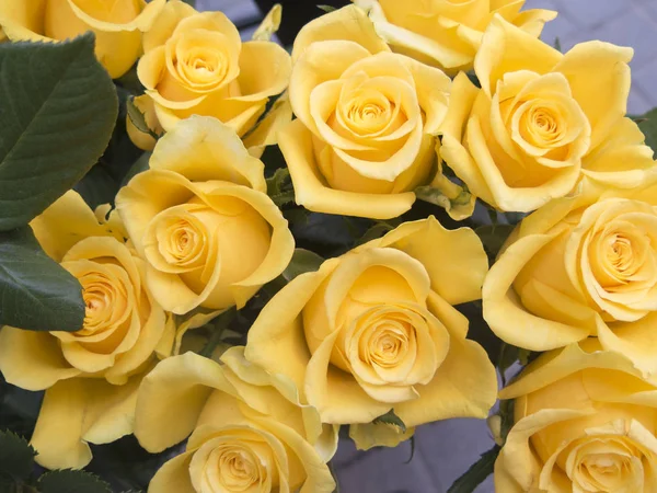 Beautiful Yellow Delicate Roses — Stock Photo, Image