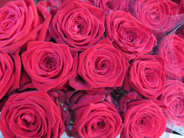 Red roses — Stock Photo, Image