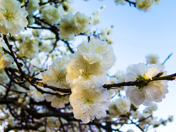 Spring blossom in a tree — Stock Photo, Image