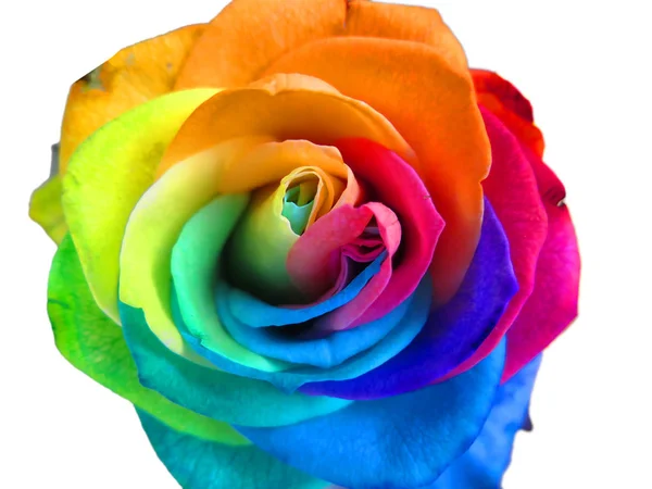 Wielokolorowe Piękne Tęczowe Róże — Zdjęcie stockowe