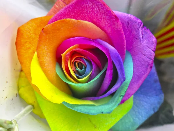 Πολύχρωμο Και Όμορφο Ουράνιο Τόξο Τριαντάφυλλα — Φωτογραφία Αρχείου
