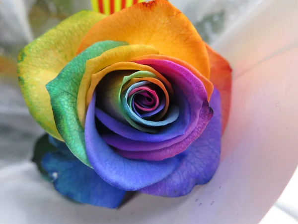 Multicolor Hermosas Rosas Arco Iris Imagen de archivo