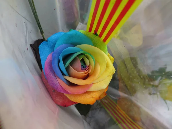Pestrobarevné Nádherné Duhové Růže — Stock fotografie