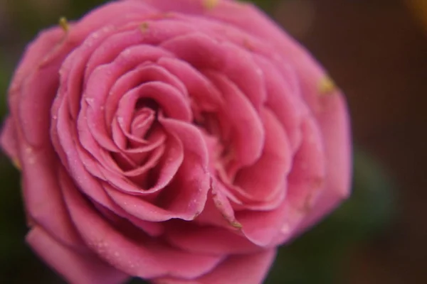 Τριαντάφυλλο Λουλούδι Φυτό Βροχή Δροσιά Καλοκαίρι Κήπος Φύση — Φωτογραφία Αρχείου