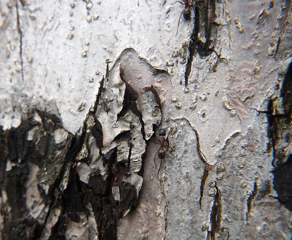 Baumrinde Ameisen Natur Textur Hintergrund Natur Insekten Sommer — Stockfoto
