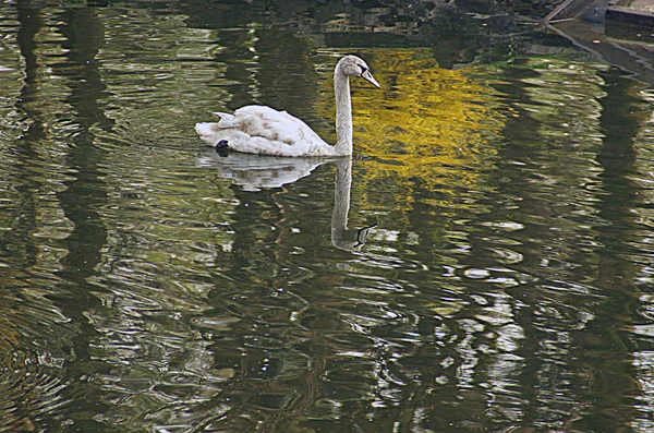 Swan Lake Reflection Pond Park Birds — Stock Photo, Image