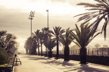 Banklar ve palmiye ağaçları mesafe insanlar taraf boş asfalt yol yürümek ve koşmak