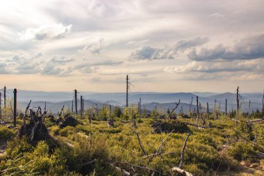 Güzel dağ manzarası ile çok düşmüş eski kuru ağaç mor gökyüzü mavi bulutlar ile arka plan üzerinde