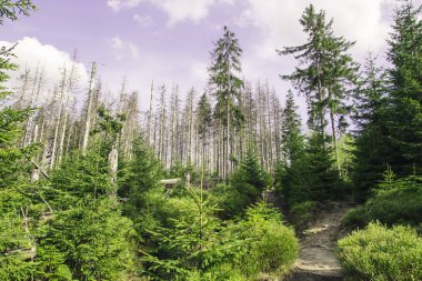 Yeşil küçük ağaçlar ve mor gökyüzü arka plan üzerinde büyük eski solmuş çam ağaçları arasında dağ yolu