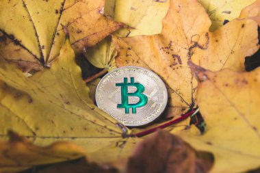 Bitcoin yalan sararmış kuru sonbahar yaprakları üzerinde cryptocurrency fiyat azaltma kavramını