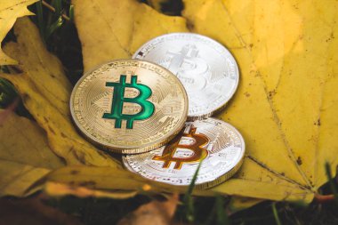 Sararmış kuru sonbahar yaprakları üzerinde cryptocurrency fiyat azaltma kavramını Bitcoins yalan