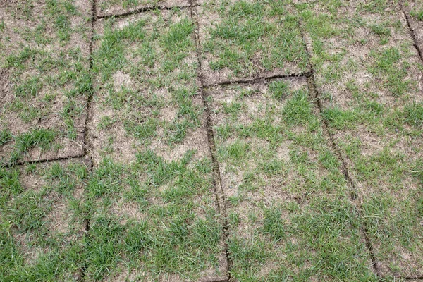 Rollos Tierra Desplegados Con Hierba Verde Hierba Muy Mala Calidad — Foto de Stock