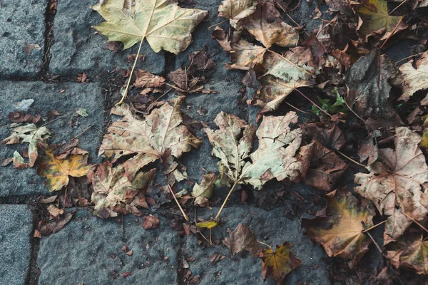 Kaldırım taşları, arka plan üzerine yalan sarı sonbahar yaprakları