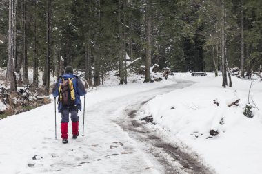 Yalnız bir gezgin bir kış karla kaplı iğne yapraklı ormanda yürür