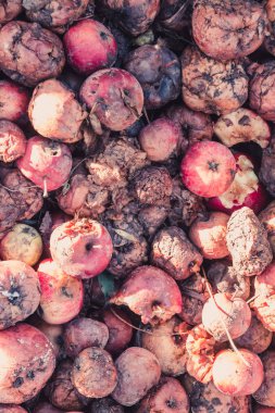 Çürük elma, şımarık bir hasat kavramı büyük yığını