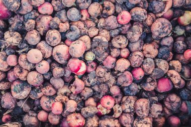 Çürük elma, şımarık bir hasat kavramı büyük yığını