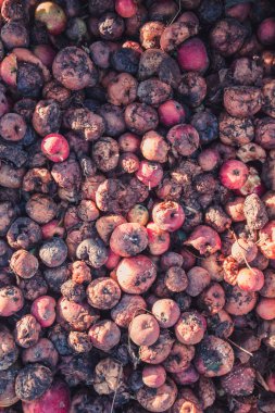 Çürük elma, şımarık bir hasat kavramı büyük yığını