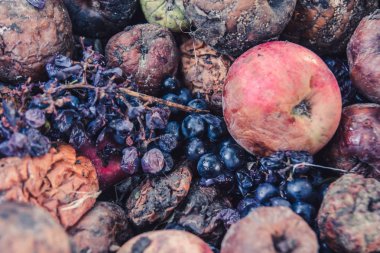 Yığını çürük elma ve üzüm, şımarık bir hasat kavramı