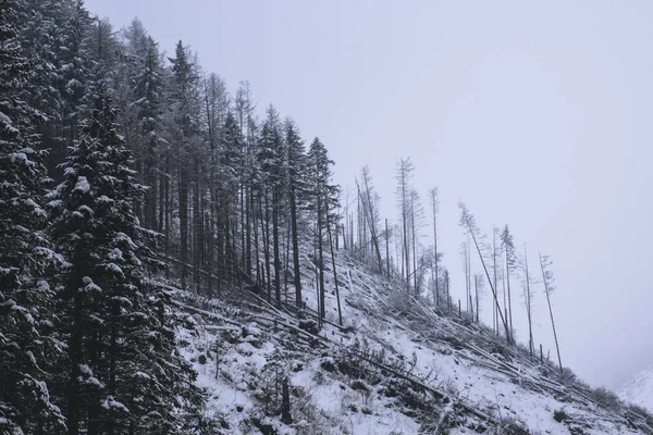 Árboles Caídos Las Montañas Después Una Tormenta Nieve — Foto de Stock