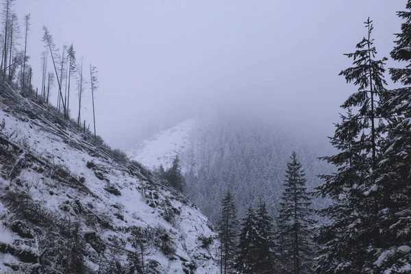 Árboles caídos en las montañas después de una tormenta de nieve — Foto de Stock