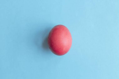 Eğilim yaşam mercan tavuk yumurta pastel mavi bir arka plan üzerinde renkli