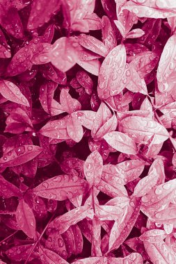 Yağmur damlaları ile mor pembe yaprakları, ilham doğa pastel bac