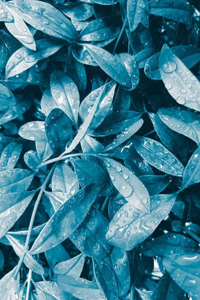 Blue green leaves with raindrops, surreal inspiration nature pas — Stock Photo, Image