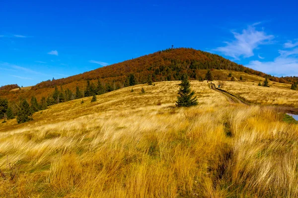 La montagne d'automne est couverte de hautes herbes jaunes — Photo