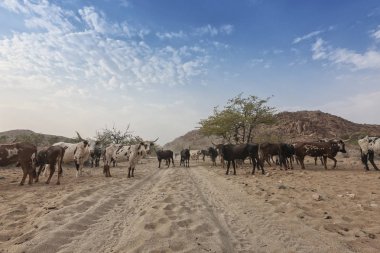 İnek ve yabani boğa Cunene uzak bir bölgede otlatma. Angola. Afrika.
