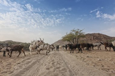 İnek ve yabani boğa Cunene uzak bir bölgede otlatma. Angola. Afrika.