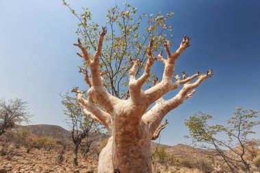 Beyaz Baobab bilinen nadir Afrika ağacı.