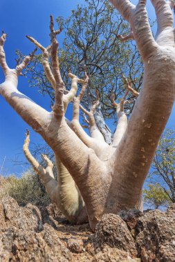 Beyaz daldırma bilinen nadir Afrika ağacı.