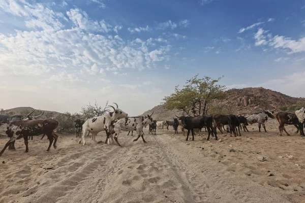 Vaches Taureaux Sauvages Broutant Dans Une Région Reculée Cunene Angola — Photo