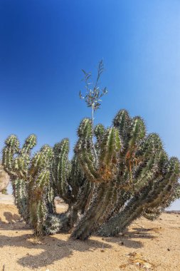Yeşil kaktüs namibe çölde. Afrika. Angola.