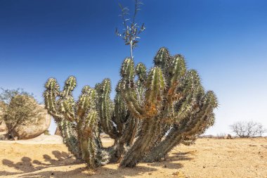 Yeşil kaktüs namibe çölde. Afrika. Angola.