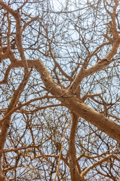 从下面看到的干树树枝 — 图库照片