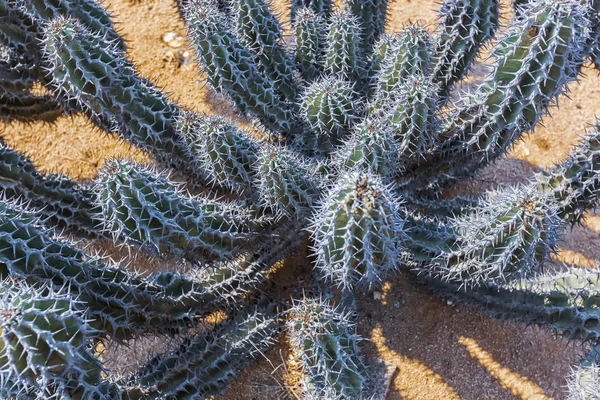 Cactus Vert Dans Désert Namibe Afrique Angola — Photo