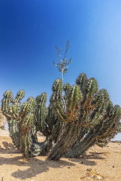 Zielony Kaktus Namibe Pustyni Afryki Angola — Zdjęcie stockowe