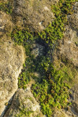 Kayalar yeşil algler ve deniz yaşamı ile deniz kenarında. Estoril plaj. Portekiz