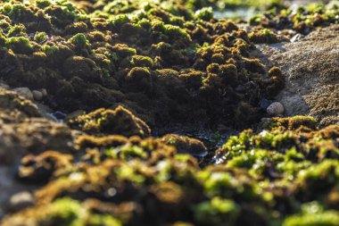 Kayalar yeşil algler ve deniz yaşamı ile deniz kenarında. Estoril plaj. Portekiz