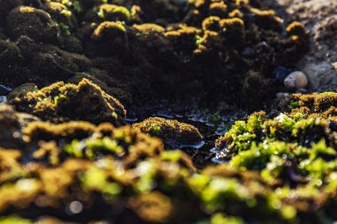 Kayalar yeşil algler ve deniz yaşamı ile deniz kenarında. Estoril plaj. Portekiz
