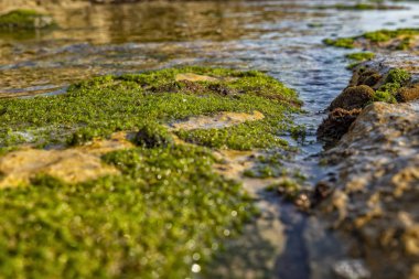 Kayalar yeşil algler ve deniz yaşamı ile deniz kenarında. Estoril plaj. Portekiz