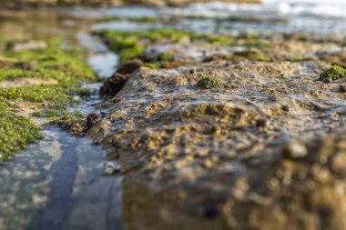 Kayalar yeşil algler ve deniz yaşamı ile deniz kenarında. Estoril plaj. Portekiz