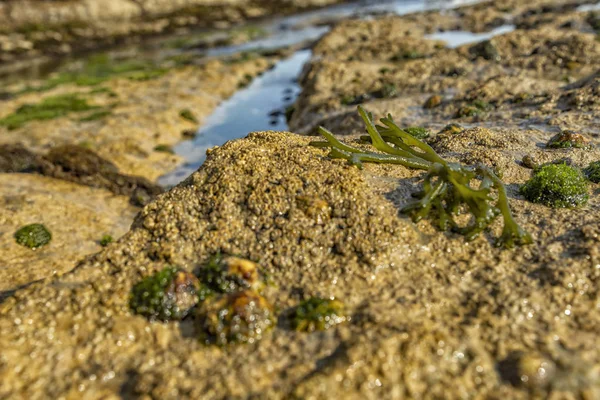 Klipporna Vid Havet Med Gröna Alger Och Marint Liv Estoril — Stockfoto
