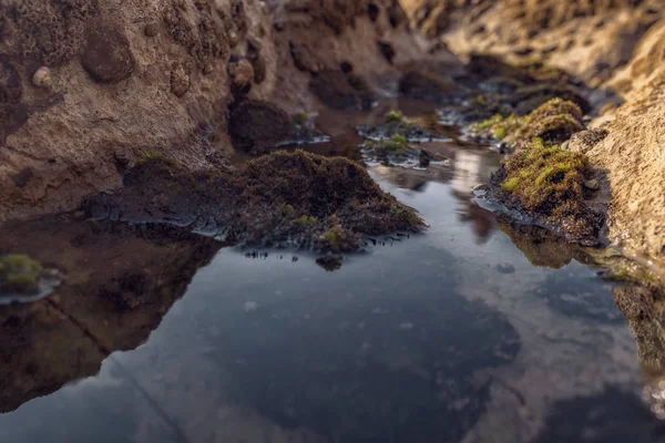 Θαλάσσια Πισίνες Στα Βράχια Φύκια Από Θάλασσα — Φωτογραφία Αρχείου