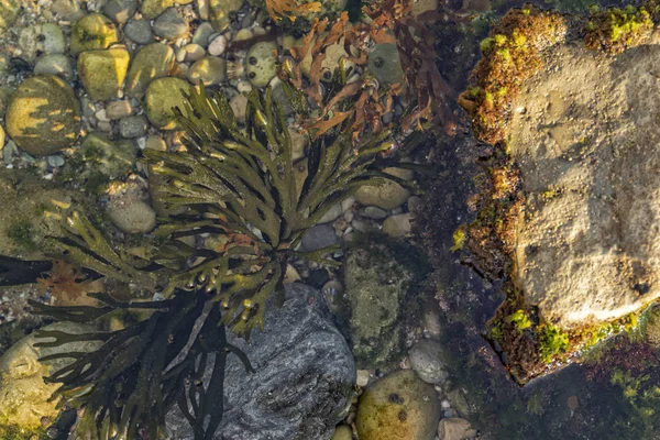 Close Algae Rock Marine Life — Stock Photo, Image