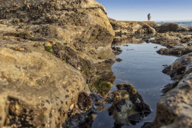 Olgun çift kayalar ve deniz yosunu ile sahilde yürüyüş. Estoril Portekiz.