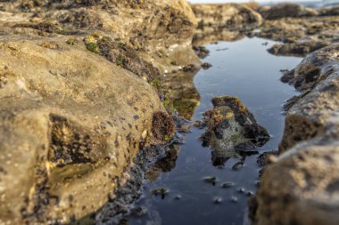 Okyanus havuzu deniz yosunu ve kayalar ve deniz yaşamı ile.