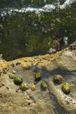Okyanus havuzu deniz yosunu ve kayalar ve deniz yaşamı ile. Yukarıda da görüleceği.